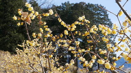 full flower blossom at chichibu, japan in winter season