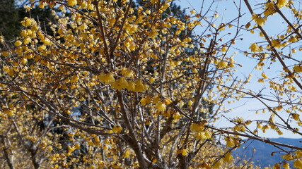 full flower blossom at chichibu, japan in winter season