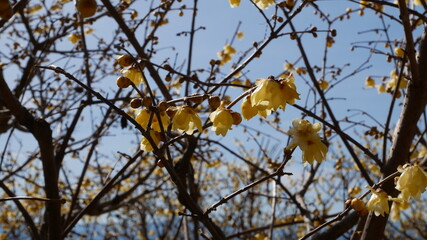 full flower blossom at chichibu, japan in winter season