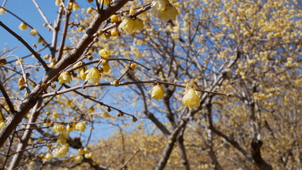 full flower blossom at chichibu, japan in winter season