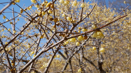 full flower blossom at chichibu, japan in winter season