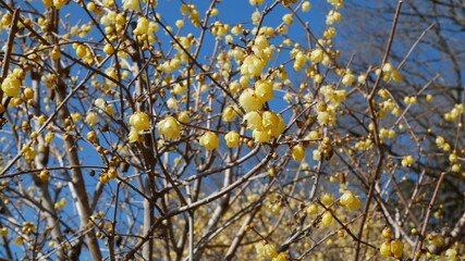 full flower blossom at chichibu, japan in winter season