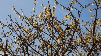 full flower blossom at chichibu, japan in winter season
