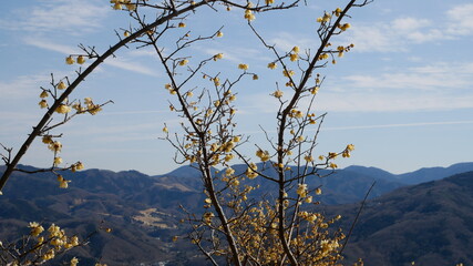 full flower blossom at chichibu, japan in winter season