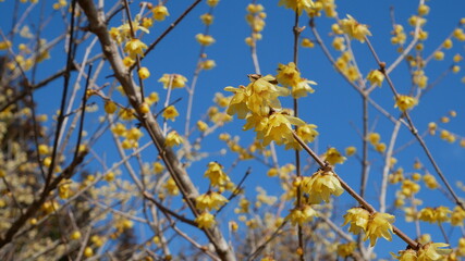 full flower blossom at chichibu, japan in winter season