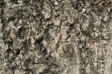 texture of the tree trunk