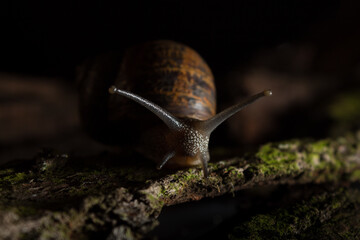 Garden snail (Helix aspersa) on wooden black background