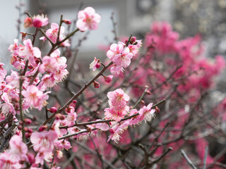 Fototapeta na wymiar ピンク色の綺麗な梅の花