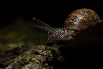 Garden snail (Helix aspersa) on wooden black background