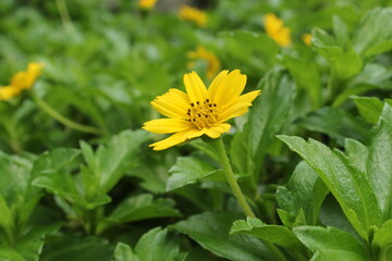 yellow flower with 8 petals in the garden