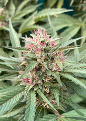 close up of plant cannabis sativa marijuana bud  NaPali Pink