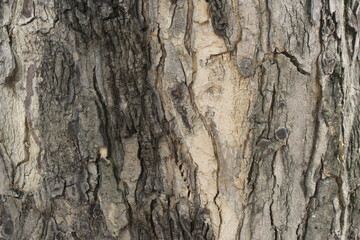 texture of the tree trunk