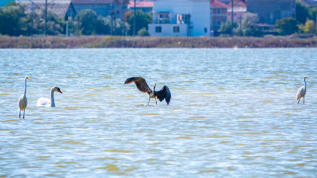 A graceful grey heron flying low over the surface of a lake and lands on the water.