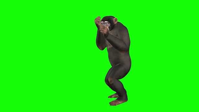 3d animation of chimpanzee, involved in the sport of boxing, showing him performing various attacking and defensive moves.