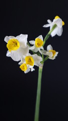Fototapeta na wymiar Beautiful daffodil Flower isolated on dark Background. Close up. Flower Photography