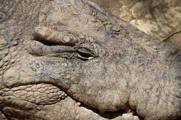 Nile Crocodile, Kwazulu Natal, South Africa.