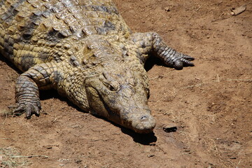Nile Crocodile, Kwazulu Natal, South Africa.
