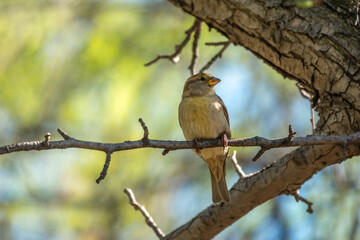Green and yellow songbird, The European greenfinch sitting on a branch in spring.
