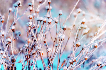 Beautiful winter landscape. Frozen grass in snow (frost), clear sunny frosty weather. winter season. copy space. Blurred background