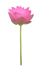 Pink lotus flower in full bloom isolated on white background with clipping path for design usage purpose