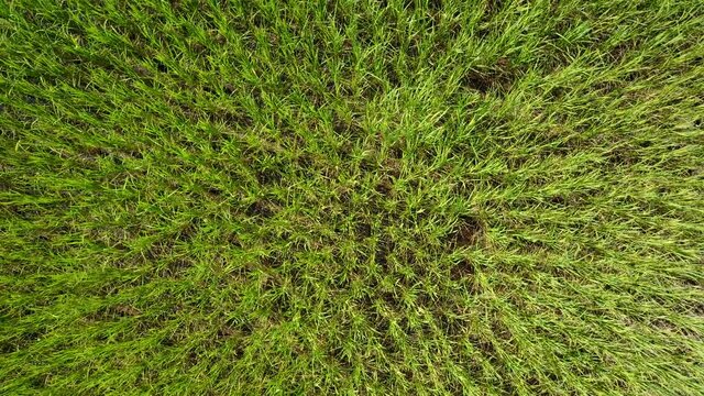 Green rice fields in Northern Thailand, Agriculture Thailand - Bird's eye view