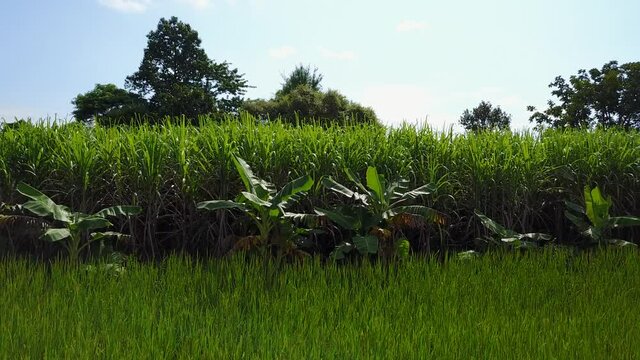Sugar cane field in Northern Thailand, Agriculture Thailand