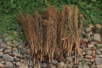 dried flower bouquet for weddings, valentines, gifts and decorations. 