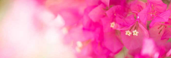 Closeup of pink Bougainvillea flower using as background natural flora plants, ecology cover page concept.