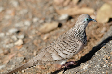 Peaceful dove in Granite Gorge, Queensland