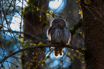 Sperlingskauz (Glaucidium passerinum)