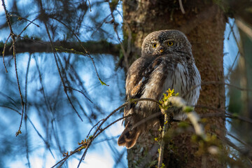 Sperlingskauz (Glaucidium passerinum)