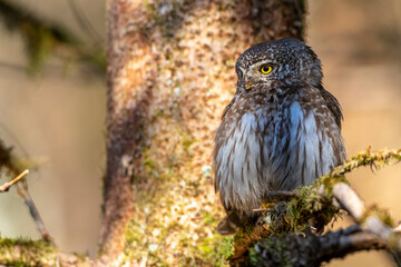 Sperlingskauz (Glaucidium passerinum)
