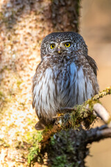 Sperlingskauz (Glaucidium passerinum)