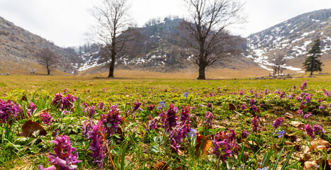 Landscape in the mountains in spring, with beautiful flower blooms and traces of snow