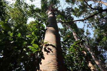 Fototapeta premium A Tall Tree at Lawachora National Forest
