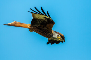 Rotmilan (Milvus milvus)