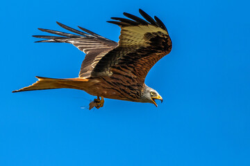 Rotmilan (Milvus milvus)