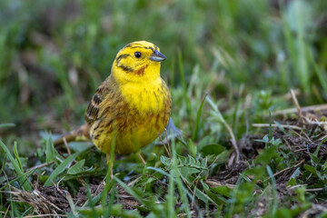 Goldammer (Emberiza citrinella) Männchen