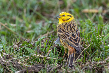 Goldammer (Emberiza citrinella) M&auml;nnchen