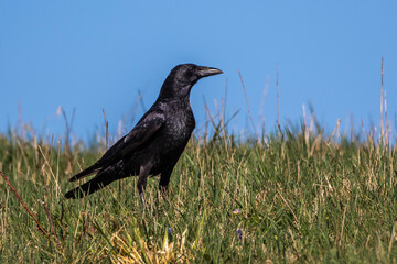 Fototapeta premium Rabenkrähe (Corvus corone)