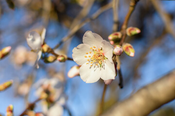 Spring atmospheric background of branches of flowering almonds. Delicate white flowers bloomed in the garden. Clear blue sky, blurred background with bokeh. The concept of freshness, early spring.