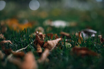autumn leaves in the grass