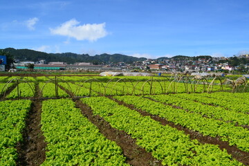 Fototapeta na wymiar The Green Fields. Shoot Date January 13 2021 Location La Trinidad 2601 Philippines. The Beauty of the green field is combining with the blue and peaceful sky. No Editing software used. landscape focus