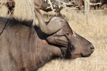 Cape Buffalo (African Buffalo),Kapama Game Reserve, South Africa.