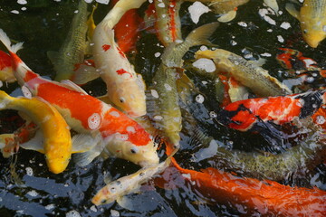 Fototapeta na wymiar colorful fish koi in a clear water pond