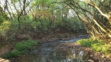 stream in the forest
