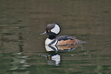 A male hooded merganser swimming In the pond.    West Vancouver BC Canada
