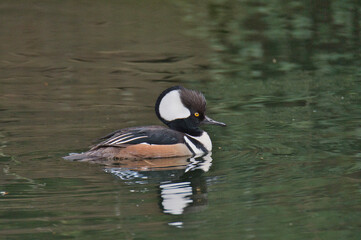 A male hooded merganser swimming In the pond.    West Vancouver BC Canada
