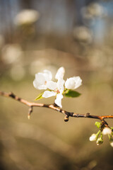 blossom in spring