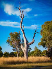 tree